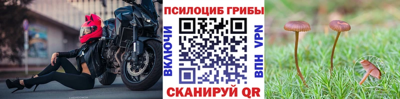 Галлюциногенные грибы Psilocybe  где можно купить   Камбарка 